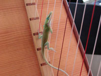 Lizard's pres de la table